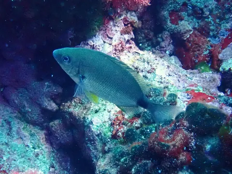 Annular Seabream