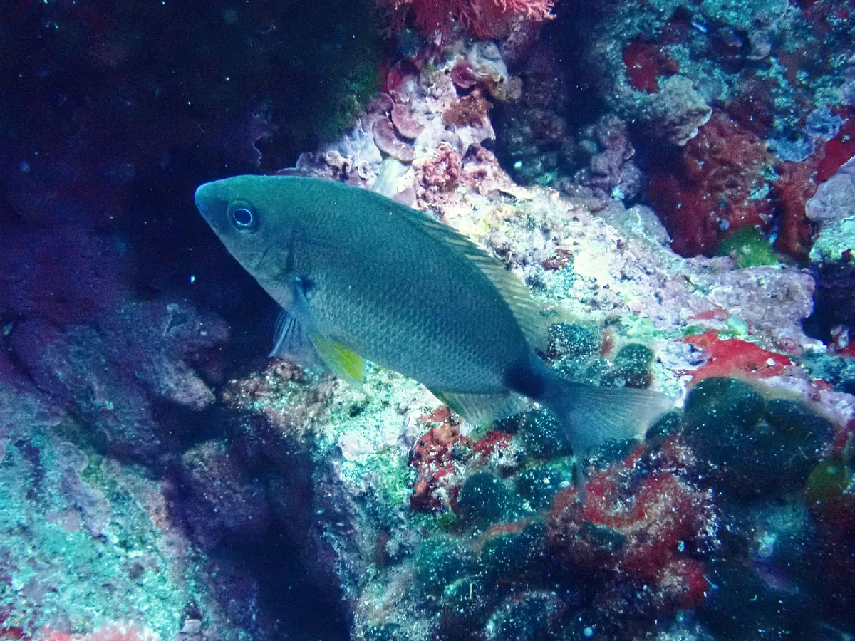 Annular Seabream