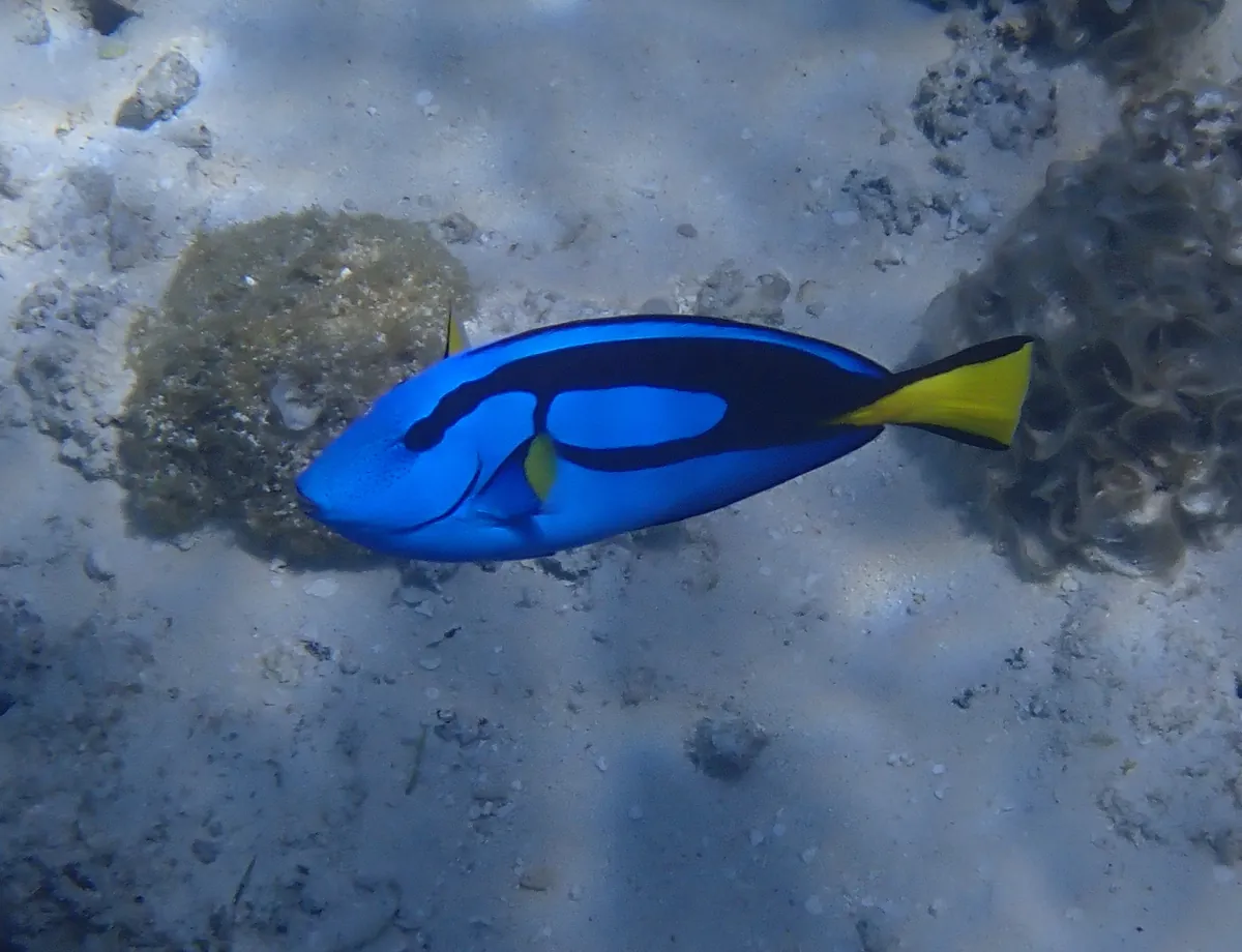 Palette surgeonfish
