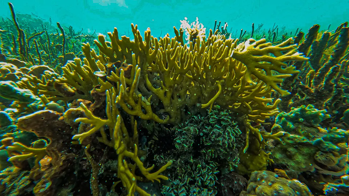 Branching Fire Coral