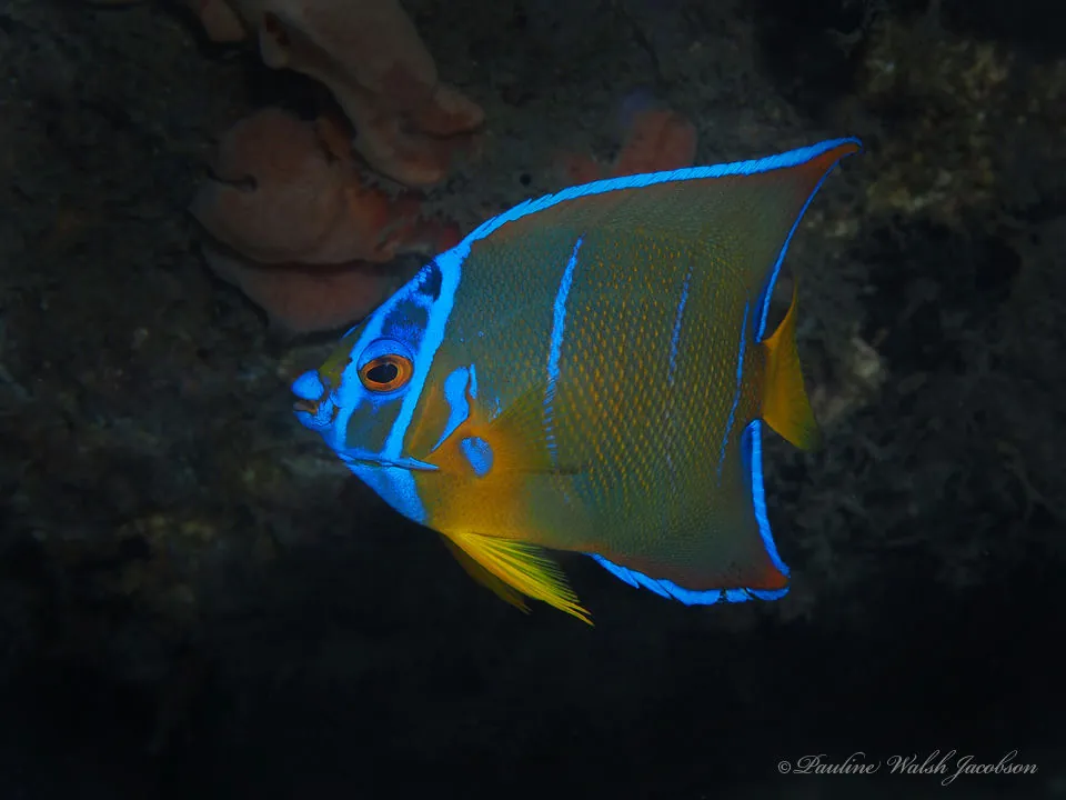 Angelfish