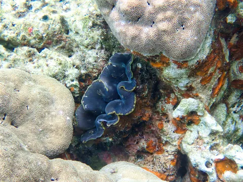 Boring Giant Clam