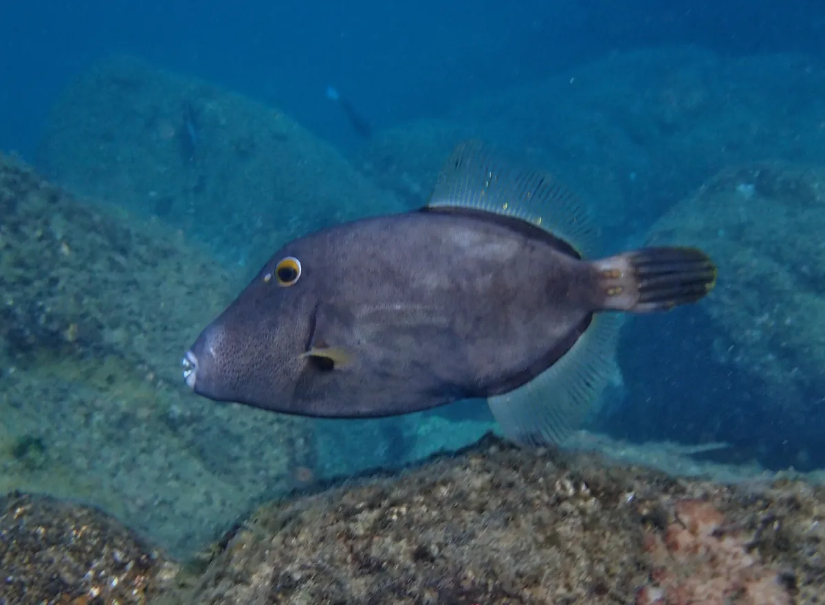 Whitespotted filefish