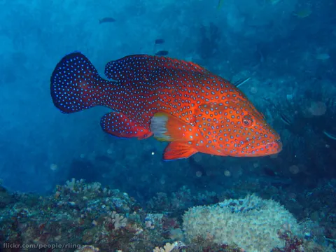 Coral hind