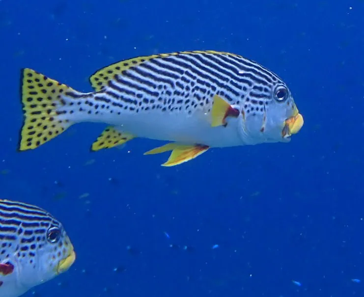 Oblique-banded Sweetlips