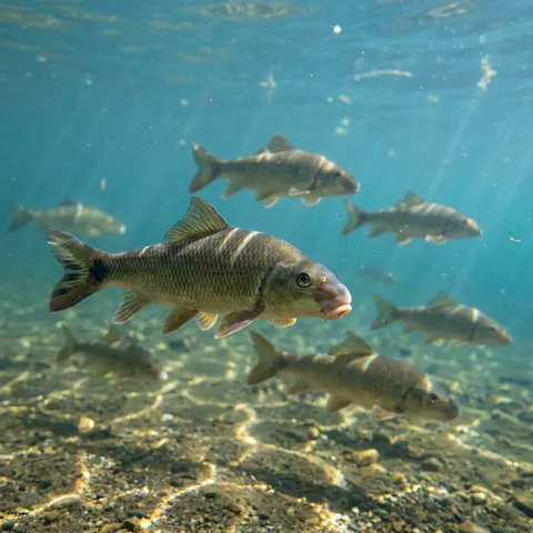 Blacktail Redhorse