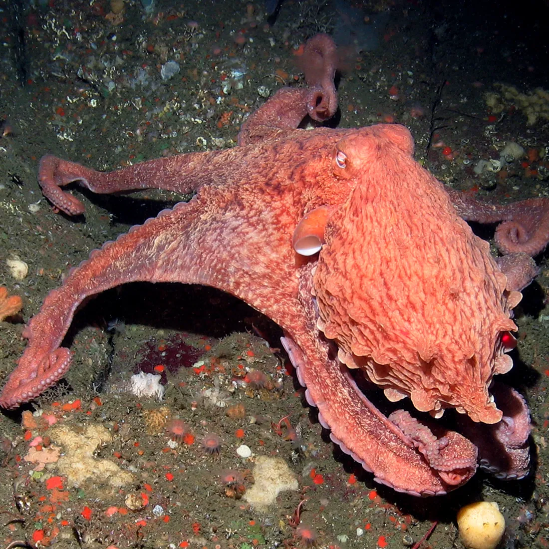 Giant Pacific octopus