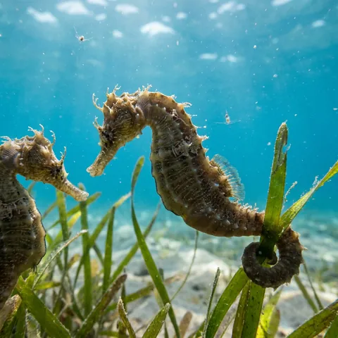 Common Seahorse