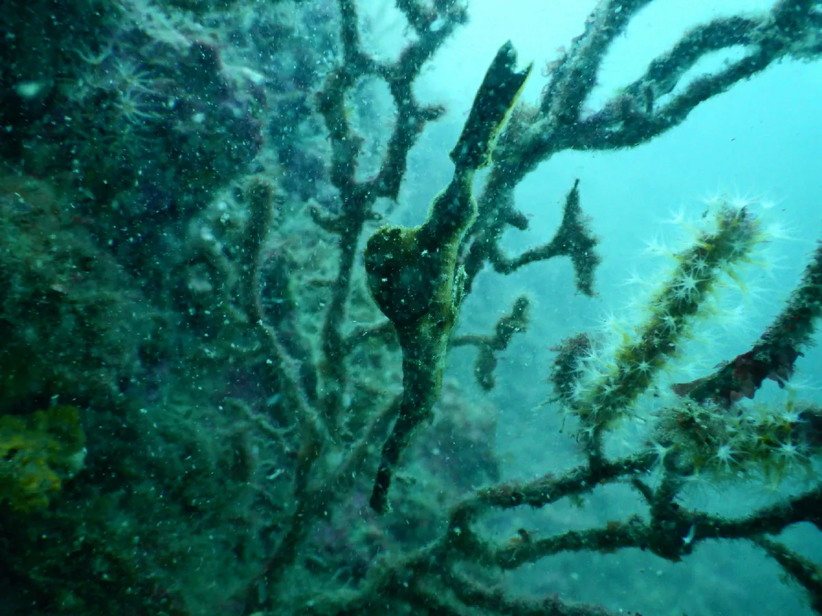 Robust Ghostpipefish