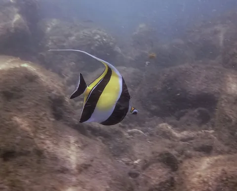 Moorish idols