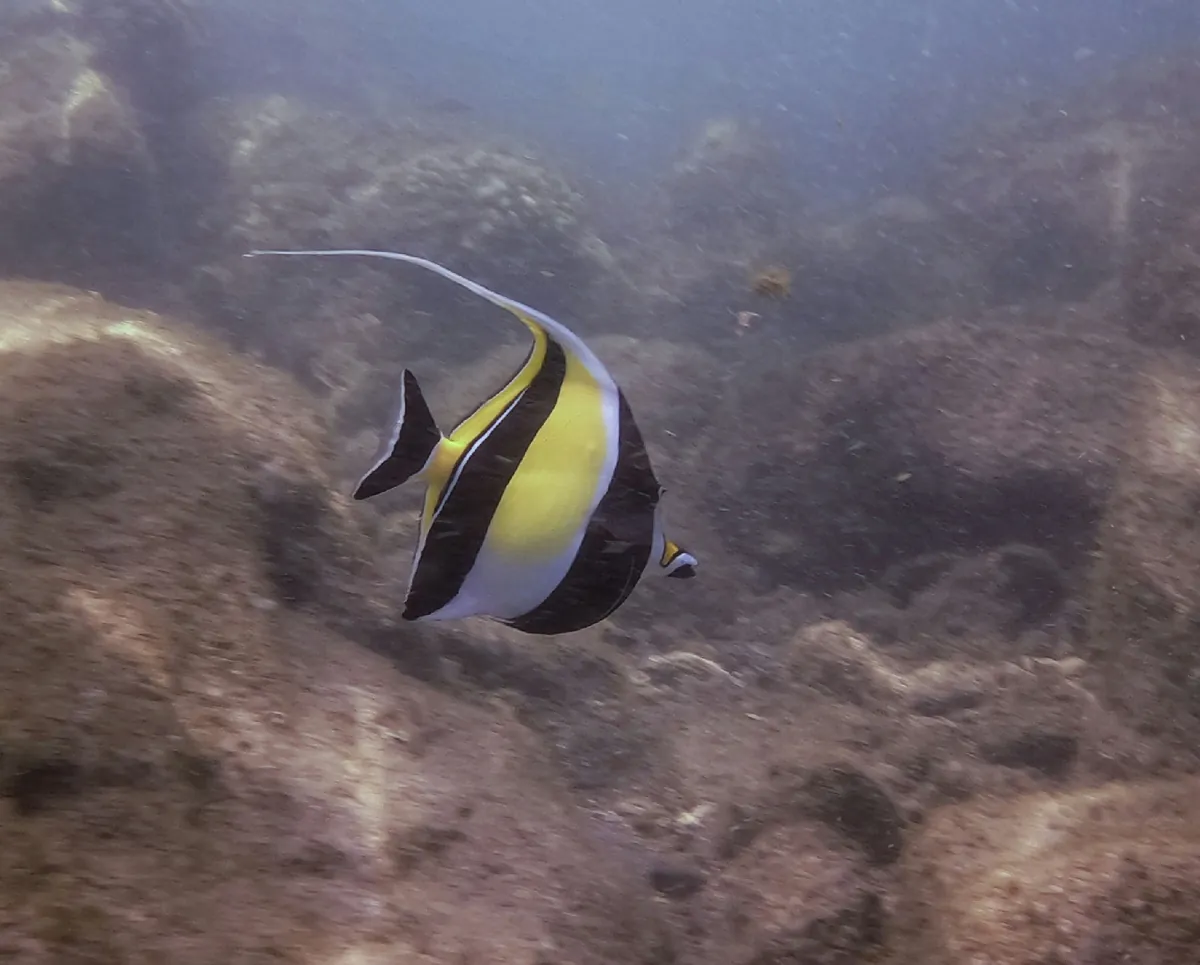 Moorish idols