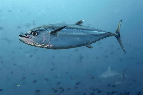 Dogtooth Tuna