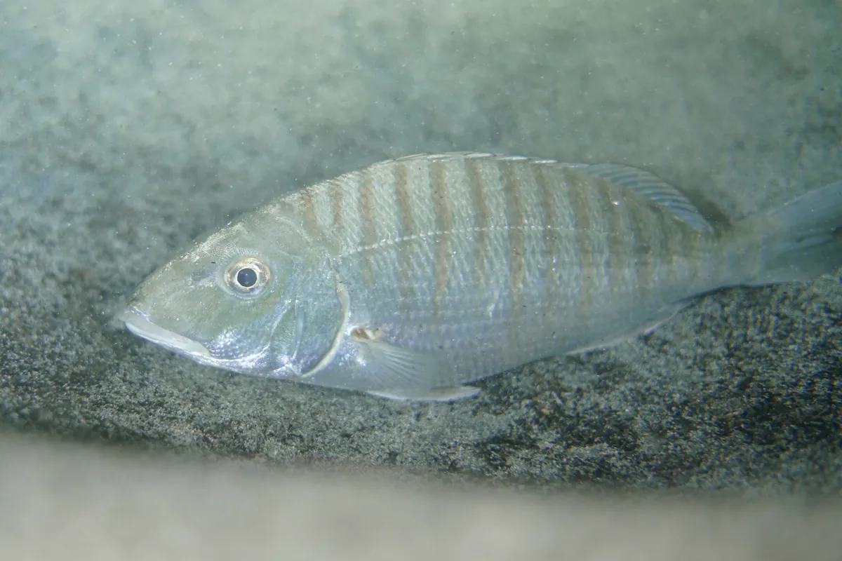 Striped Seabream
