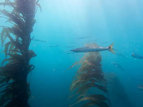 Pacific Barracuda