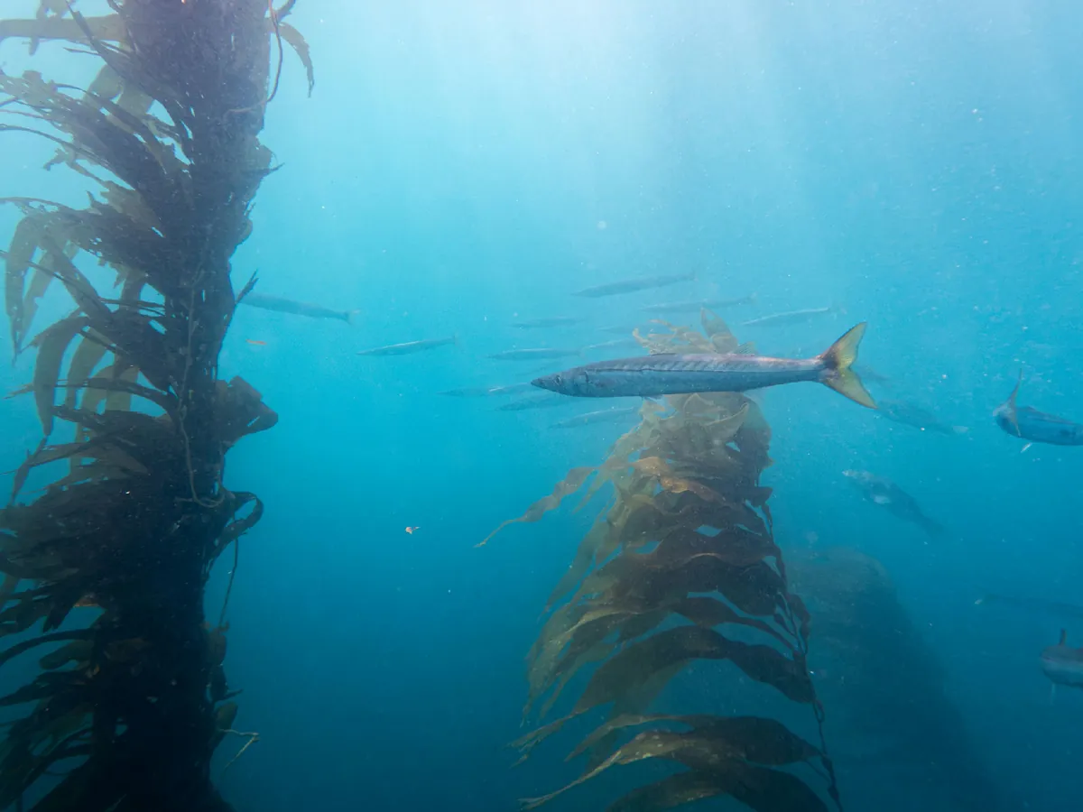 Pacific Barracuda
