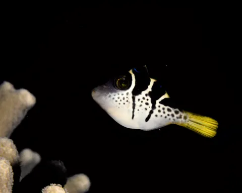 False puffer