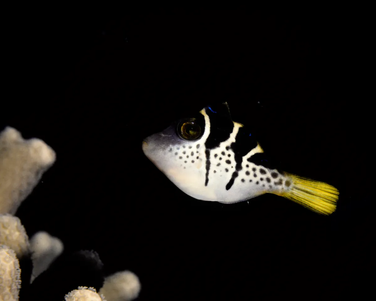 False puffer