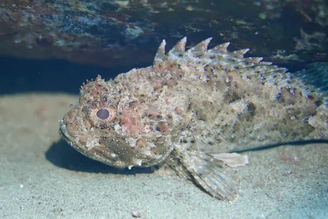 Black Scorpionfish