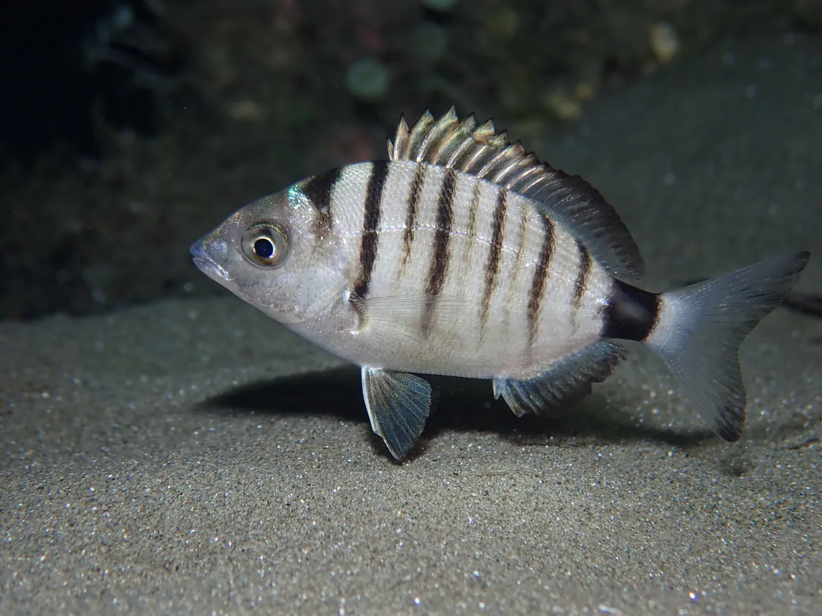 Sharpsnout Seabream