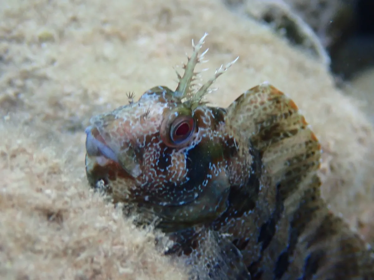 Tompot Blenny