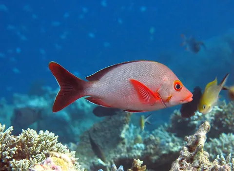 Humpback Red Snapper