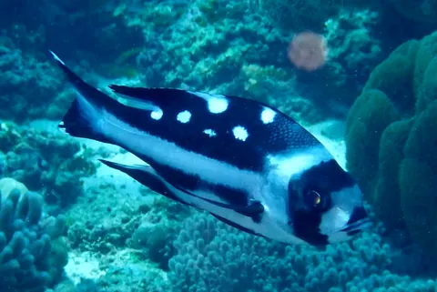 Black and white snapper