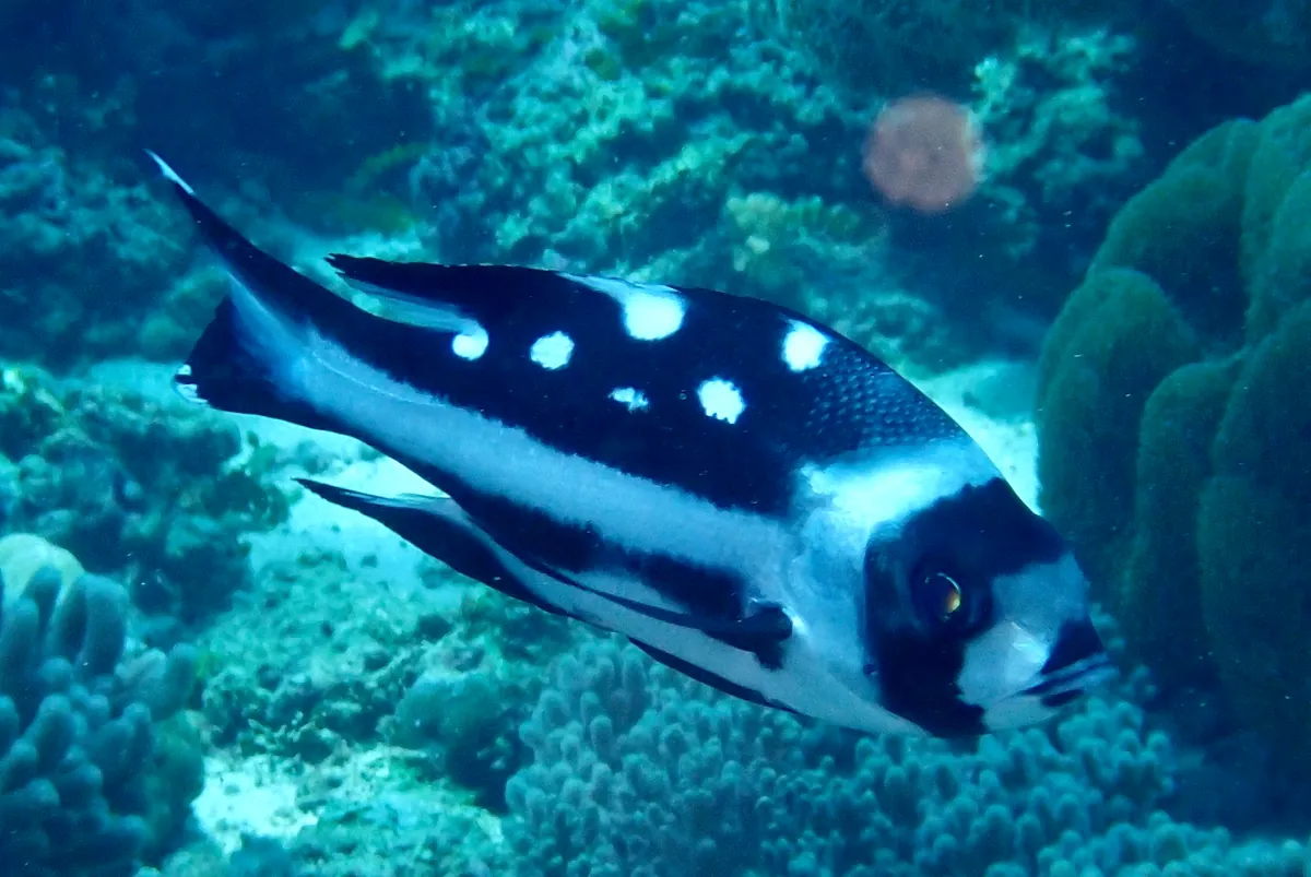 Black and white snapper
