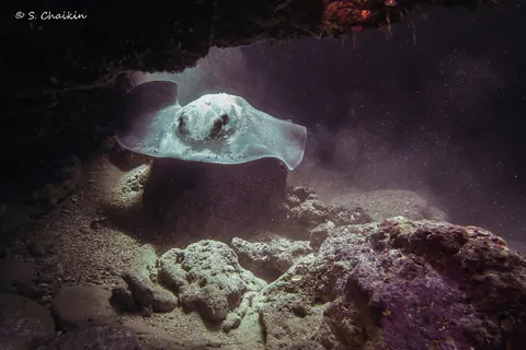 Marbled Ray