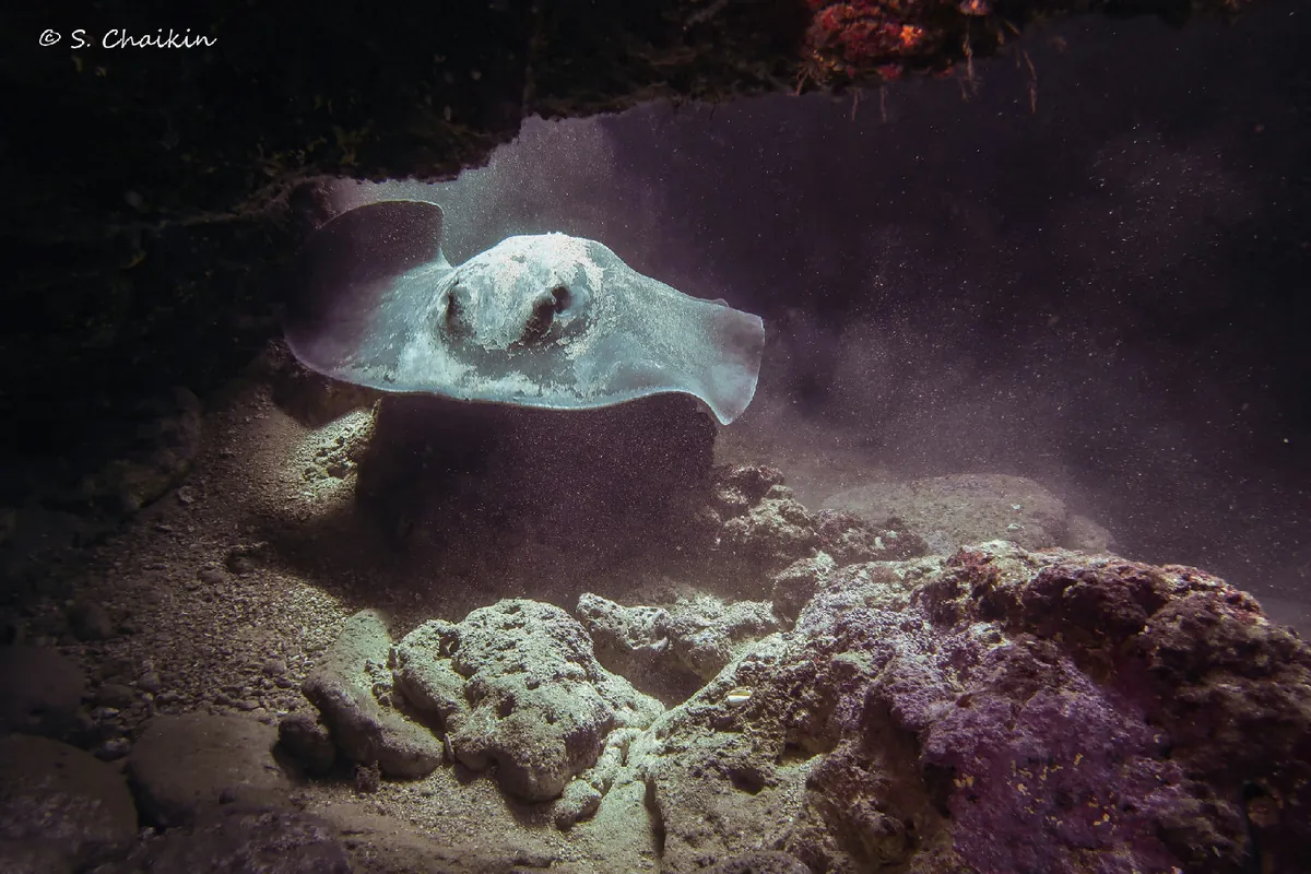 Marbled Ray