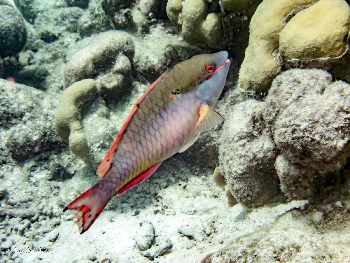 Redband Parrotfish