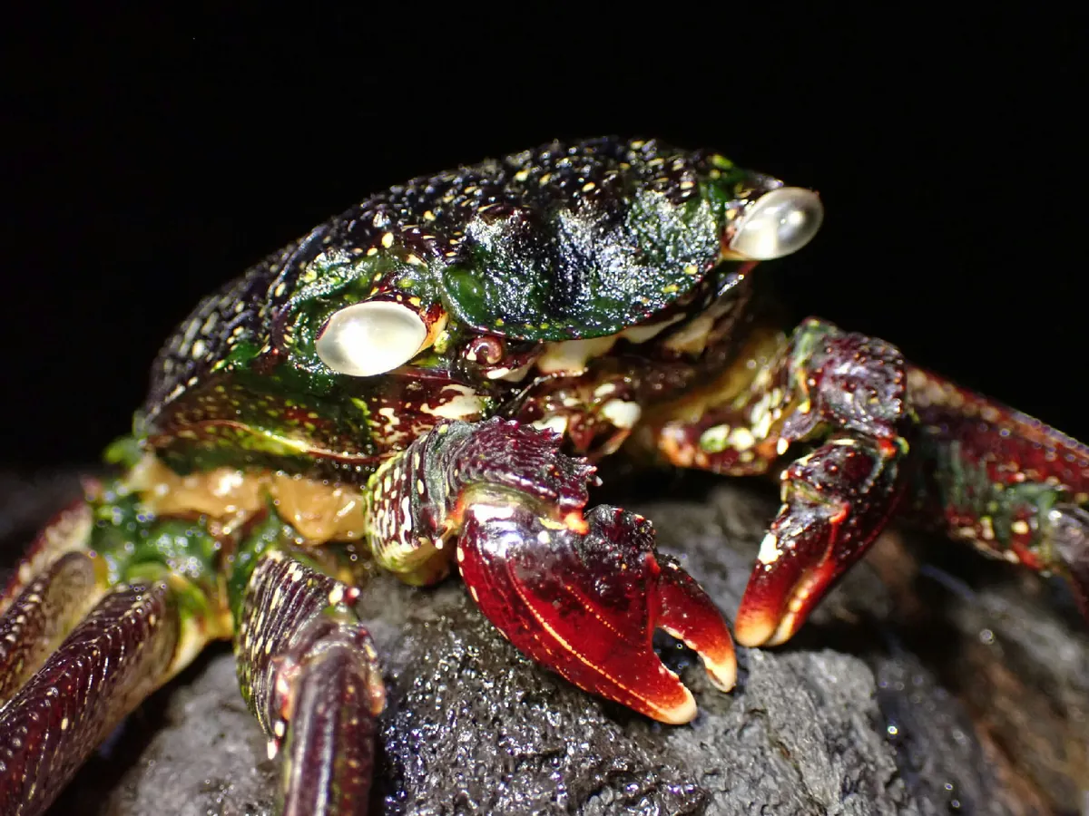 Thin-shelled Rock Crab