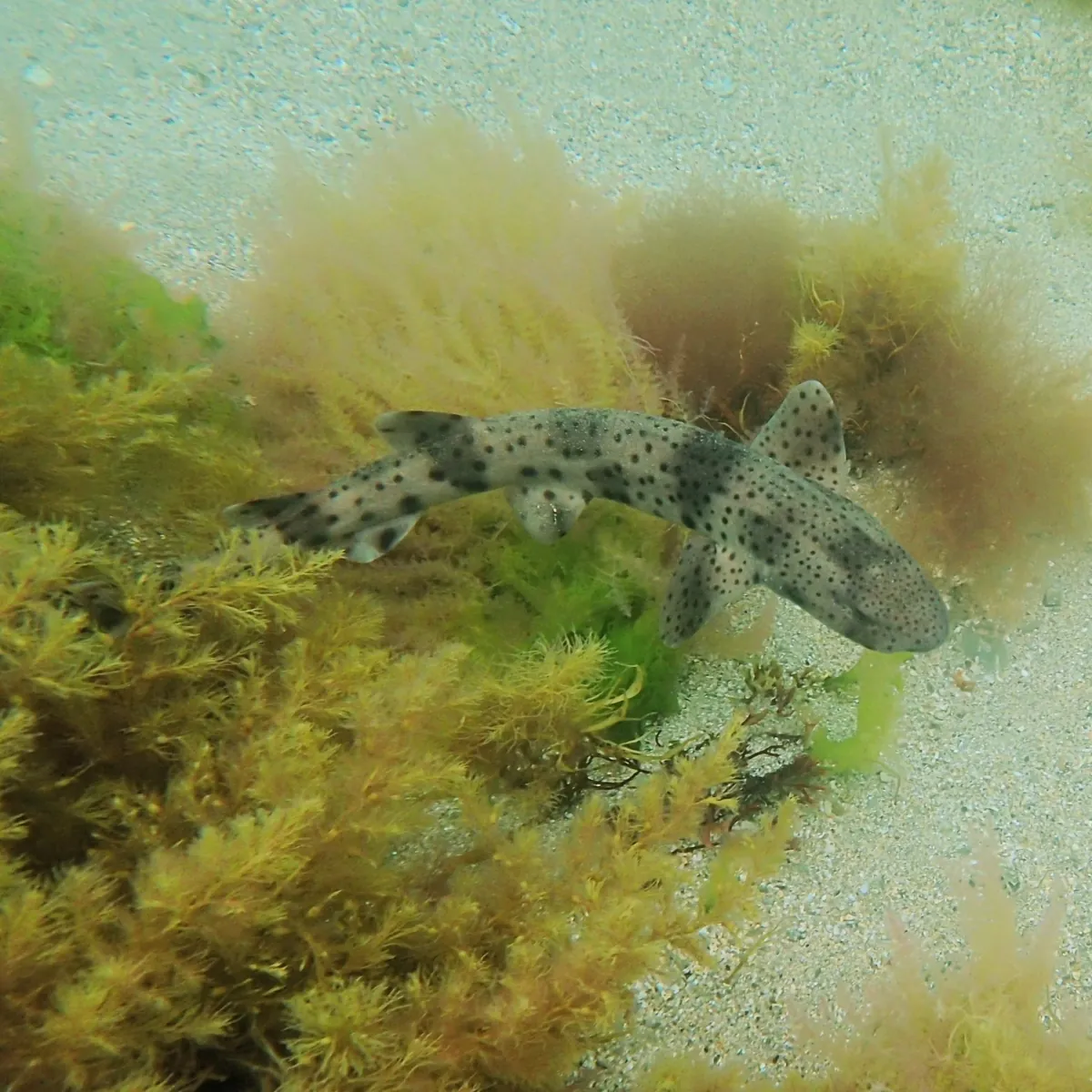 Nursehound