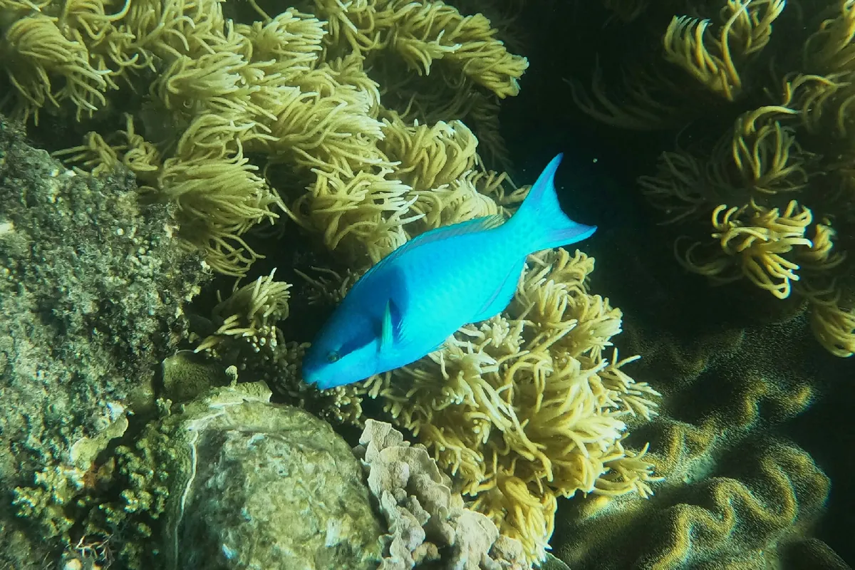 Dark capped parrotfish