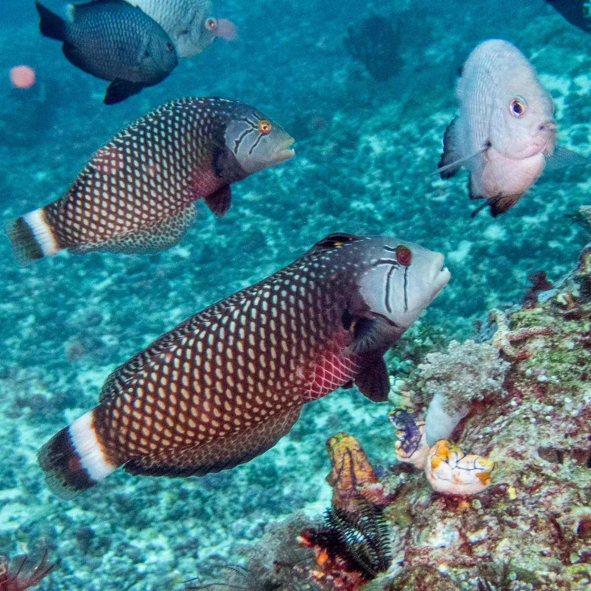 Rockmover wrasse