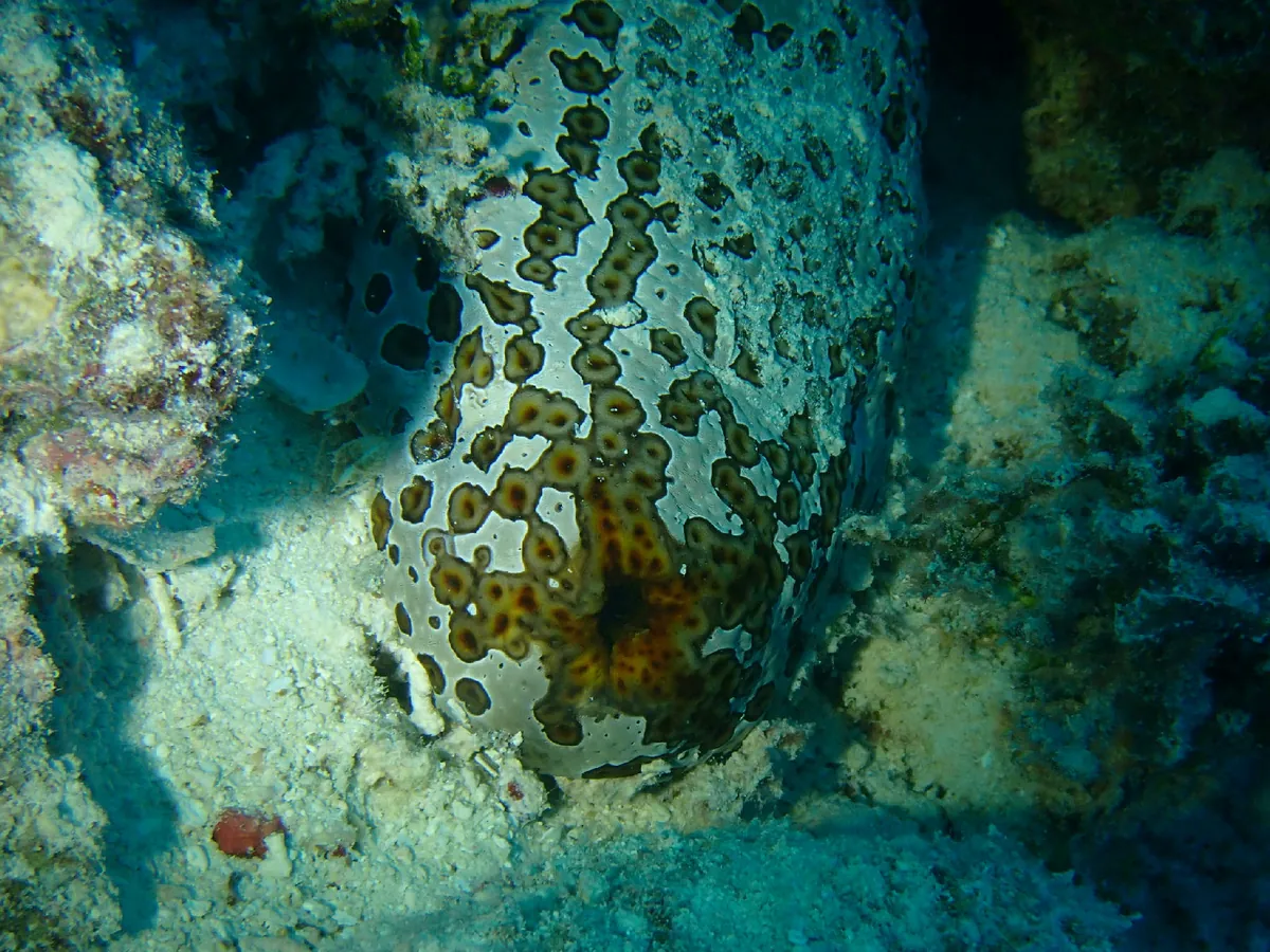 Leopard Sea Cucumber