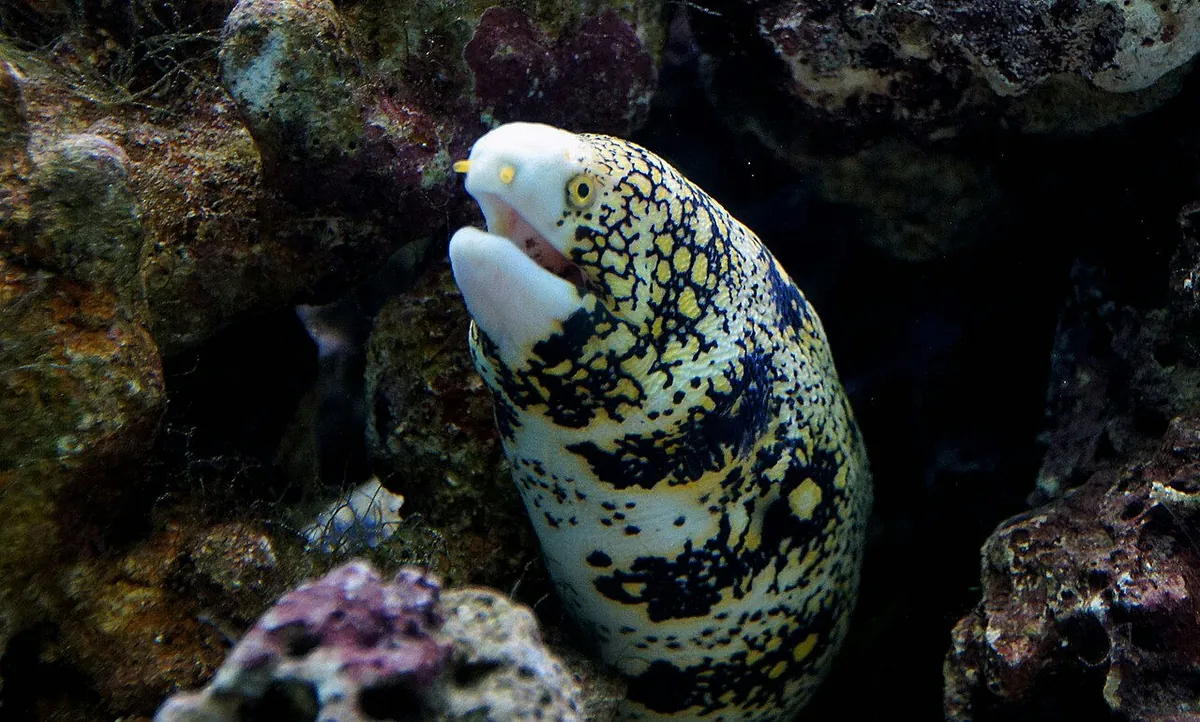 Starry moray