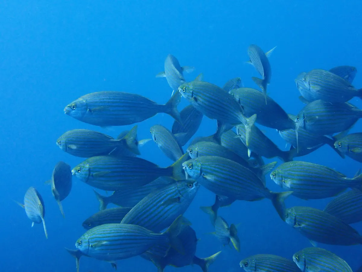 Salema Porgy