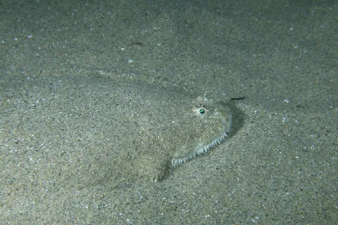 Common Sole