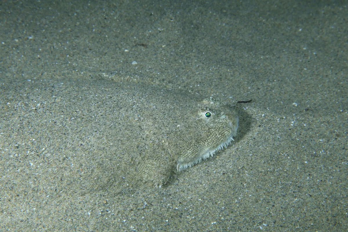 Common Sole