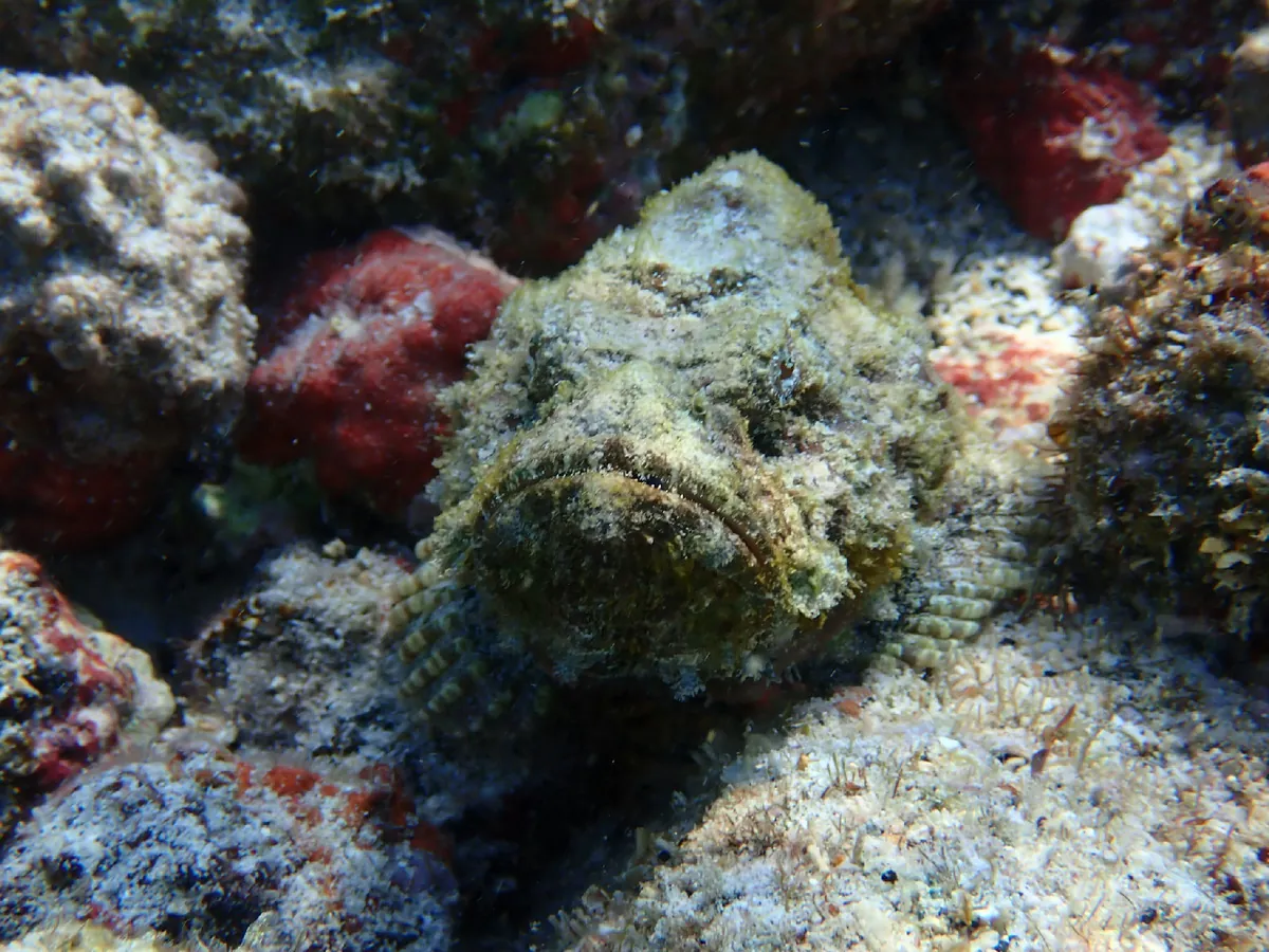 Devil Scorpionfish