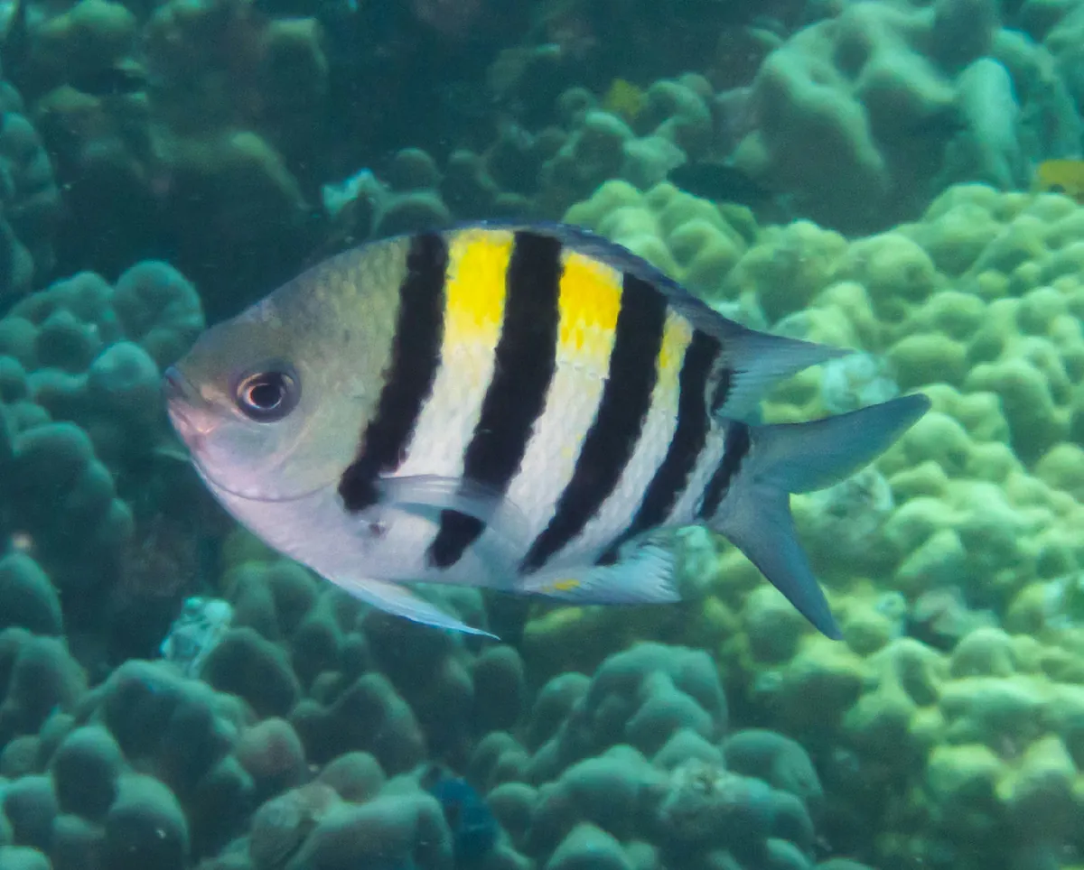 Indo-Pacific sergeant