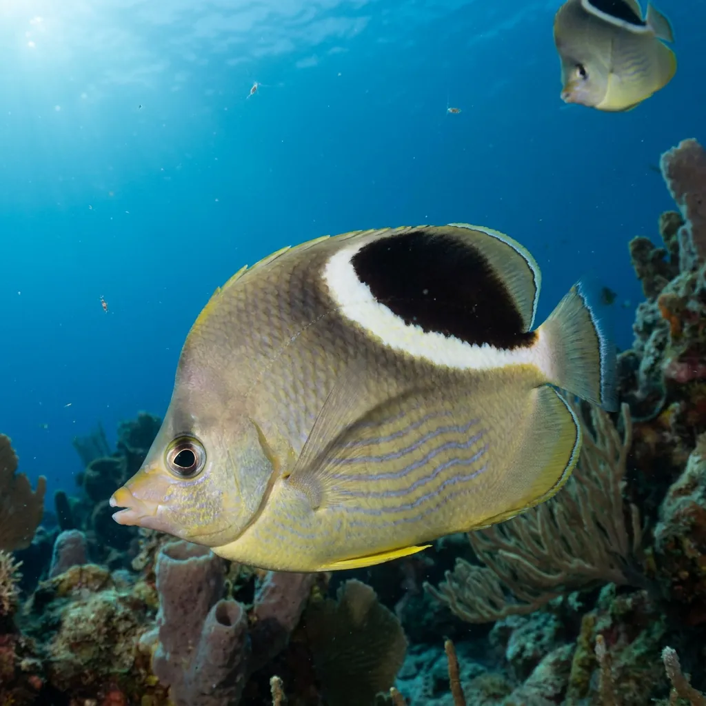 Saddle butterflyfish