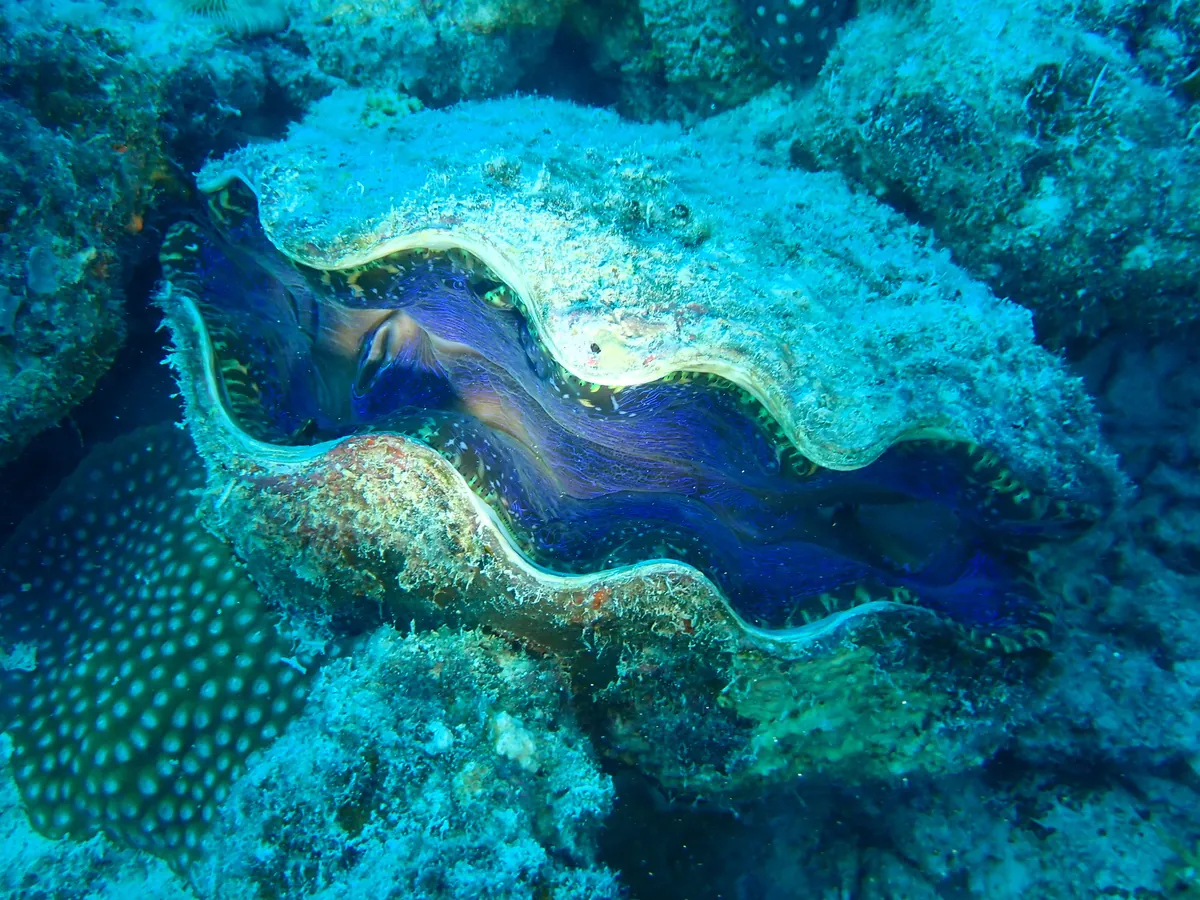 Southern giant clam