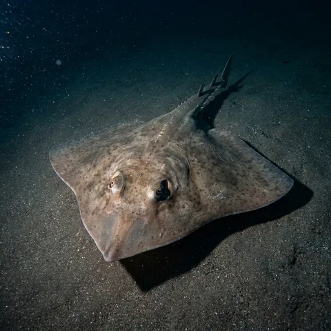 Big Skate