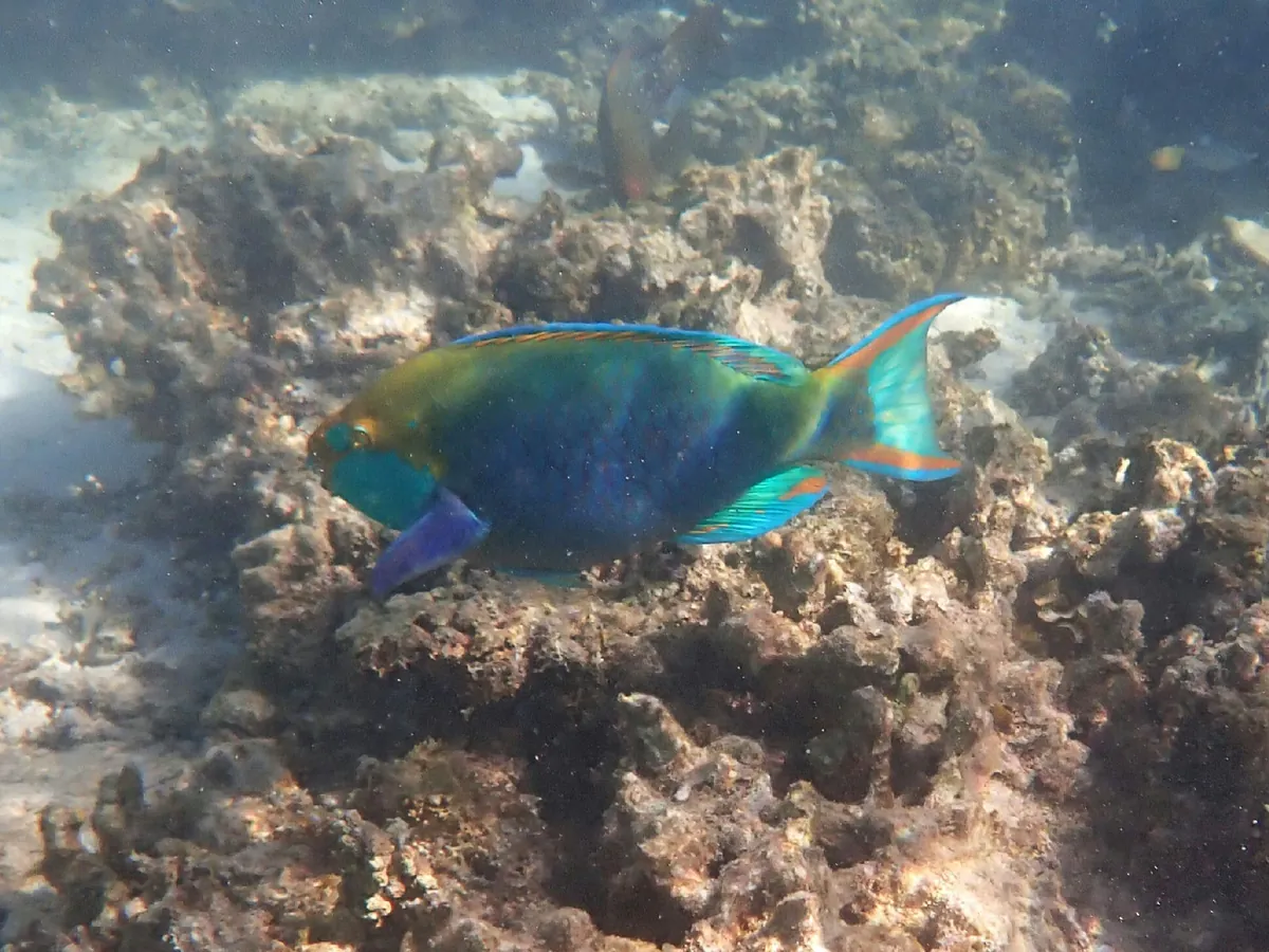 Singapore parrotfish