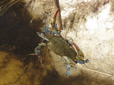 Atlantic Blue Crab