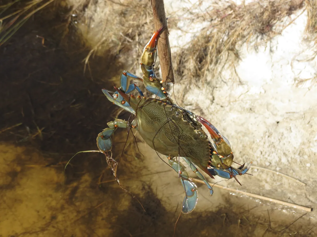 Atlantic Blue Crab