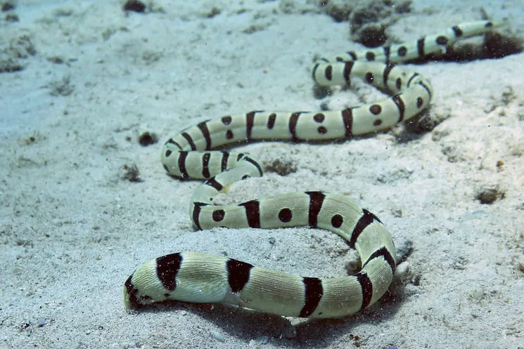 Harlequin Snake Eel