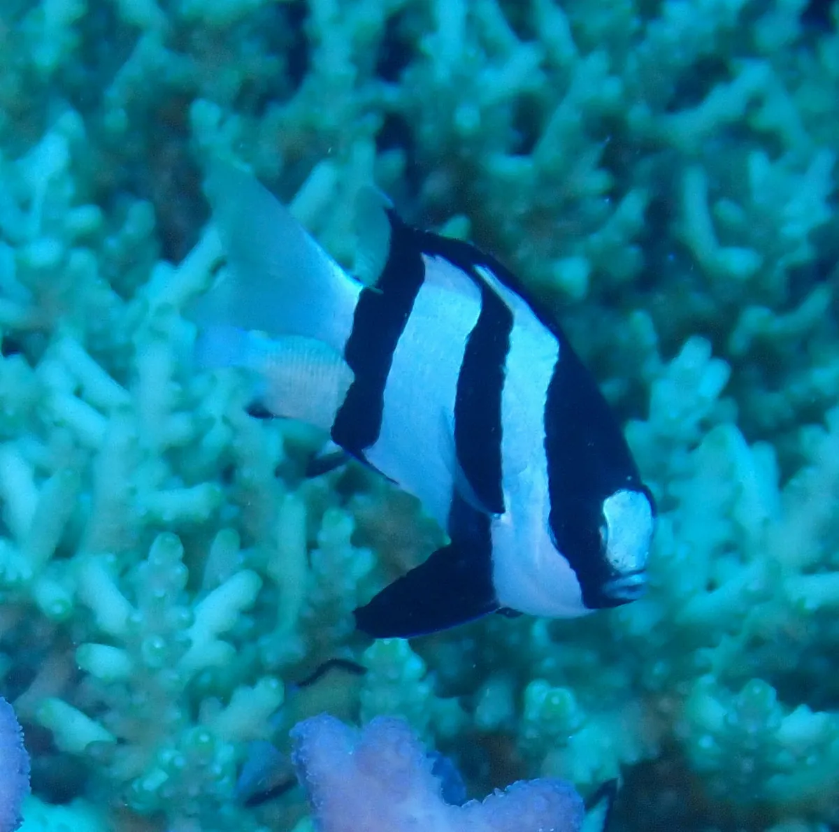 Whitetail dascyllus