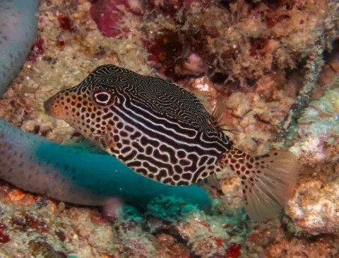 Striped Boxfish